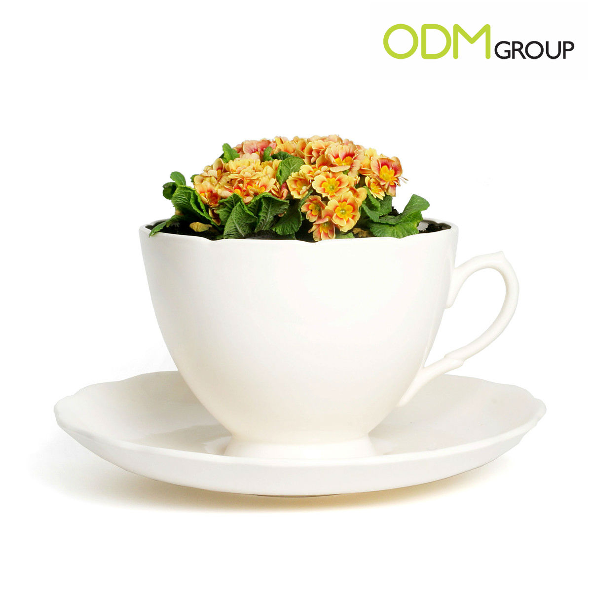 Promotional Solution Cup-Shaped Flowerpot