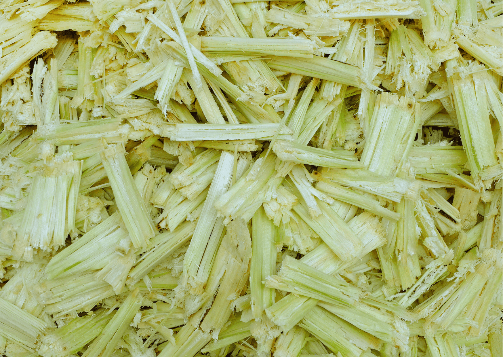 What is Sugarcane Bagasse