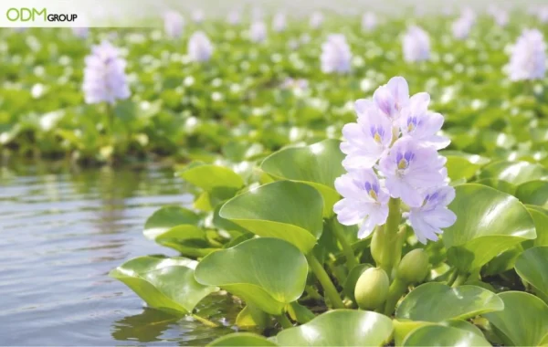 Water Hyacinth Material Water Hyacinth Material